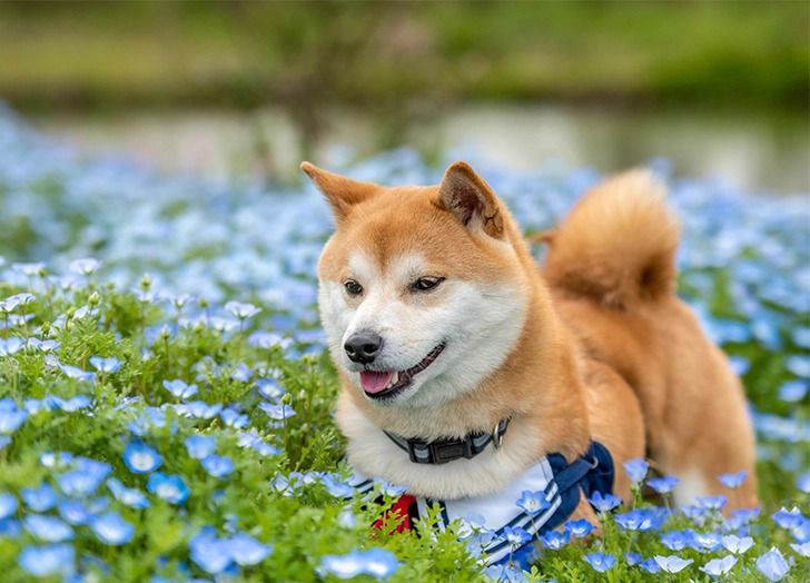 Why is Shiba Inu so special to Australia?